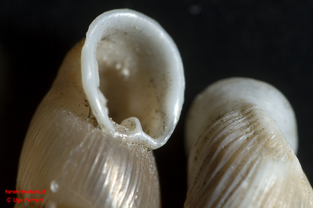 Papillifera bidens